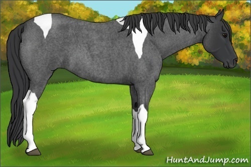 Horse Color:Blue Roan Tobiano 