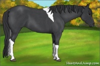 Horse Color:Blue Roan Tobiano 