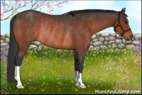 Horse Color:Bay Rabicano