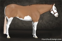 Horse Color:Chestnut Splash 
