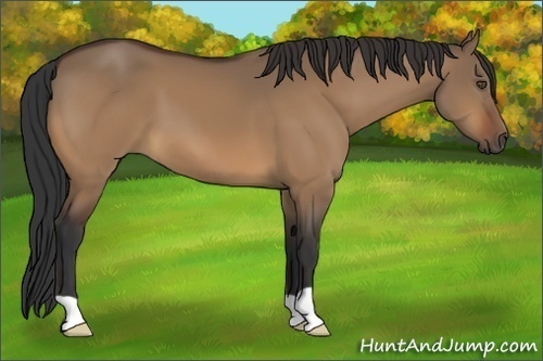 Horse Color:Bay Dun