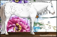 Horse Color:Buckskin Splash Appaloosa 