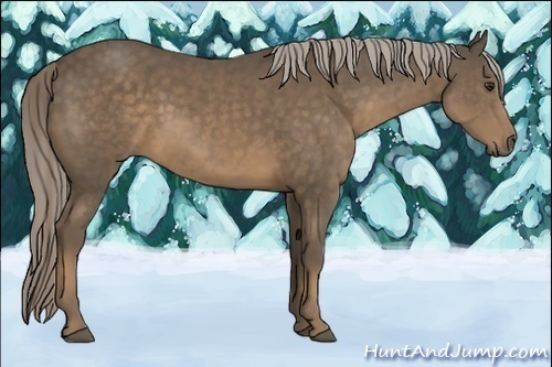 Horse Color:Chocolate Palomino Sabino 