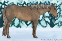 Horse Color:Chocolate Palomino Sabino 