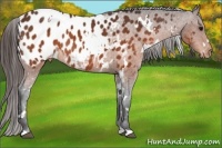 Horse Color:White Spotted Brown Appaloosa Rabicano 