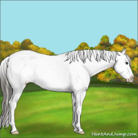 Horse Color:Liver Chestnut Appaloosa 