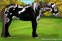 Horse Color:White Spotted Liver Chestnut Ice Frame 