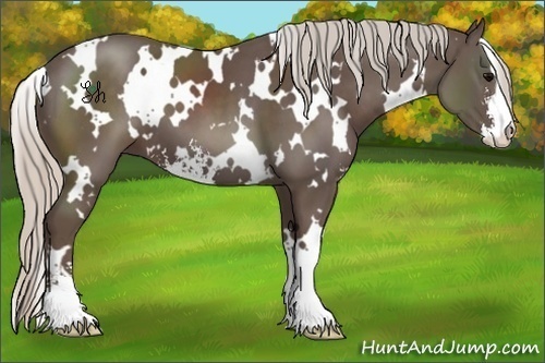 Horse Color:White Spotted Silver Black Sabino 