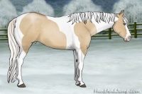 Horse Color:Silver Grullo Pearl Splash Tobiano
