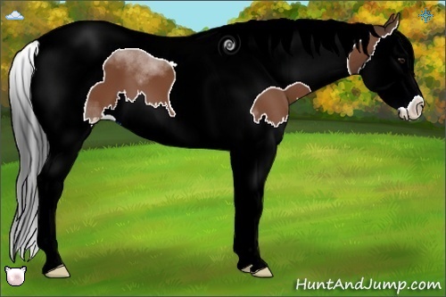 Horse Color:Bay Sabino Splash Tobiano