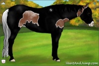 Horse Color:Bay Sabino Splash Tobiano 