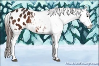 Horse Color:Bay Sabino Blanket Rabicano