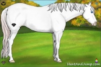 Horse Color:Watercolor Buckskin Splash Appaloosa 