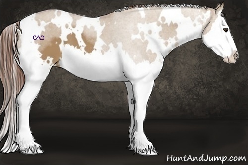 Horse Color:White Spotted Red Dun Splash