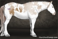 Horse Color:White Spotted Red Dun Splash 