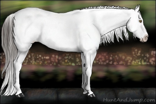 Horse Color:Liver Chestnut Snowcap 