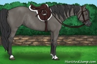 Horse Color:Grullo Rabicano 