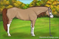 Horse Color:Red Dun Sabino 