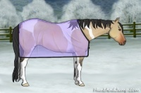 Horse Color:Bay Dun Tobiano 