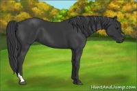 Horse Color:Black Tobiano 