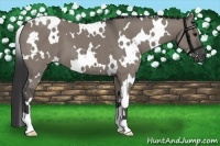 Horse Color:White Spotted Grullo