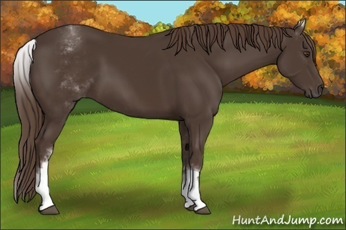 Horse Color:White Spotted Liver Chestnut
