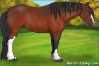 Horse Color:Brown Rabicano 