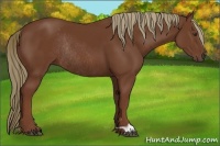 Horse Color:Chestnut Rabicano 