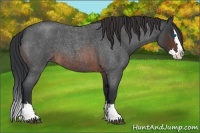 Horse Color:Brown Roan Splash