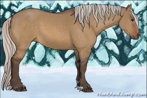 Horse Color:Silver Bay Dun