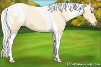 Horse Color:Silver Amber Cream Champagne Tobiano Varnish 