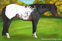 Horse Color:Brown Appaloosa Rabicano