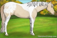 Horse Color:Amber Cream Champagne Tobiano Varnish 