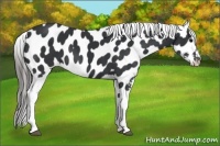Horse Color:Black Near Leopard 