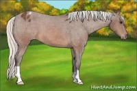 Horse Color:Silver Brown Appaloosa 