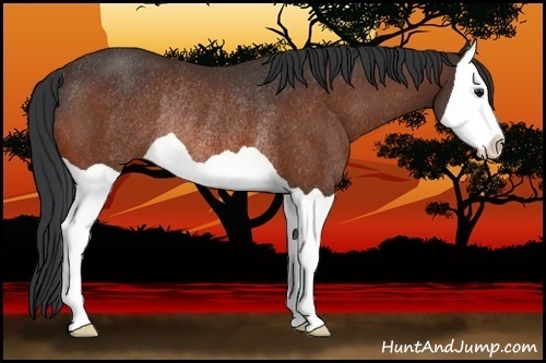 Horse Color:Bay Splash Rabicano