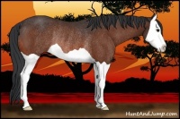 Horse Color:Bay Splash Rabicano 
