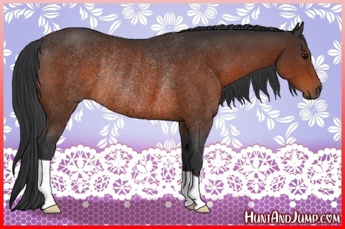 Horse Color:Bay Rabicano 