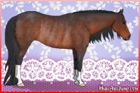 Horse Color:Bay Rabicano 