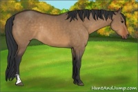 Horse Color:Bay Dun Sabino Rabicano
