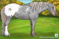 Horse Color:Liver Chestnut Snowcap 