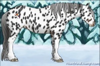 Horse Color:Liver Chestnut Appaloosa 