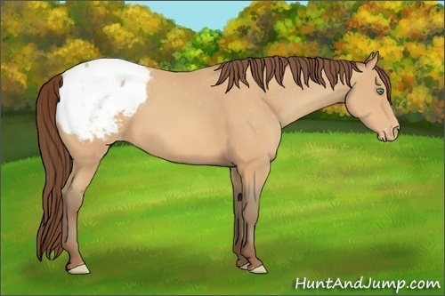Horse Color:Amber Champagne Snowcap