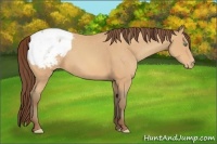 Horse Color:Amber Champagne Snowcap 