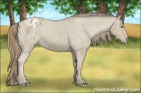 Horse Color:Classic Cream Champagne Appaloosa 