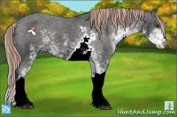 Horse Color:Liver Chestnut Sabino Varnish 