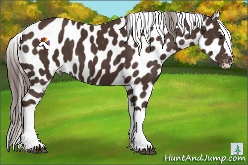Horse Color:Liver Chestnut Appaloosa 