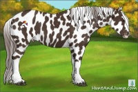 Horse Color:Liver Chestnut Near Leopard 