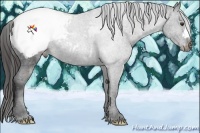 Horse Color:Liver Chestnut Snowcap