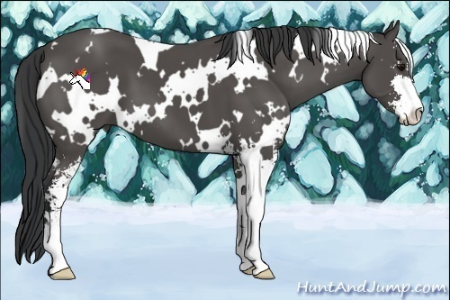 Horse Color:White Spotted Black Sabino 